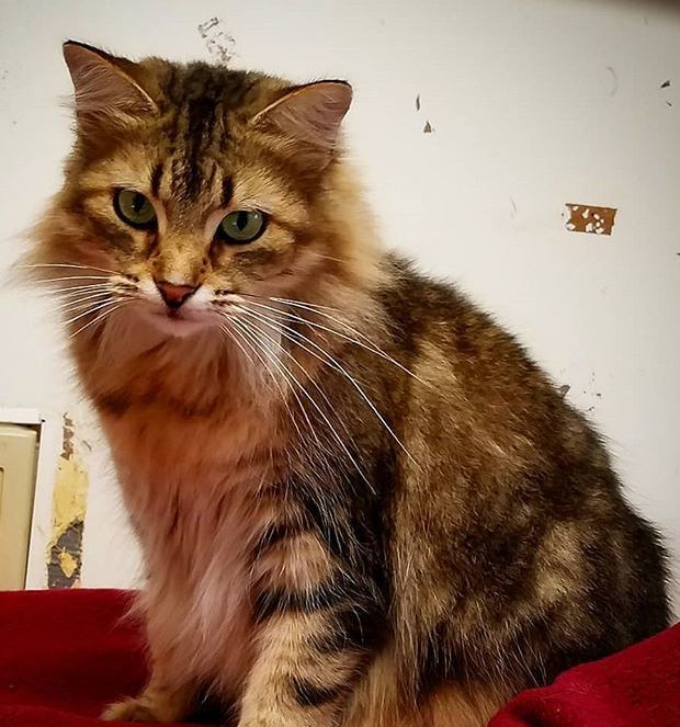 Rosie